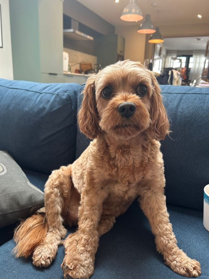 An example of a good photo: an apricot dog sitting on a sofa, looking straight at the camera at eye level